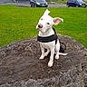 Kira participe au concours pour gagner de l'argent avec cette photo : dog, white_dog, pet, animal, sitting, rock, grass, outdoor, harness, curious, head_tilt, suburban, car, vehicle, building, industrial, nature, daytime, greenery, leash