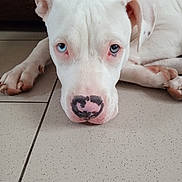 Kira a rejoint le concours — aidez-le/la à gagner de superbes lots ! dog, white_dog, blue_eyes, close_up, lying_down, tile_floor, pet, canine, animal, indoor, nose, ears, paw, fur, portrait, cute, domestic_animal, looking_up, resting, expression