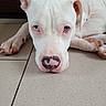 dog, white_dog, blue_eyes, close_up, lying_down, tile_floor, pet, canine, animal, indoor, nose, ears, paw, fur, portrait, cute, domestic_animal, looking_up, resting, expression