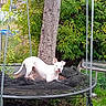 dog, white_dog, trampoline, tree, greenery, bushes, yard, outdoor, pet, animal, nature, grass, fence, metal_poles, canine, play_area, summer, daylight, domestic_animal, curious