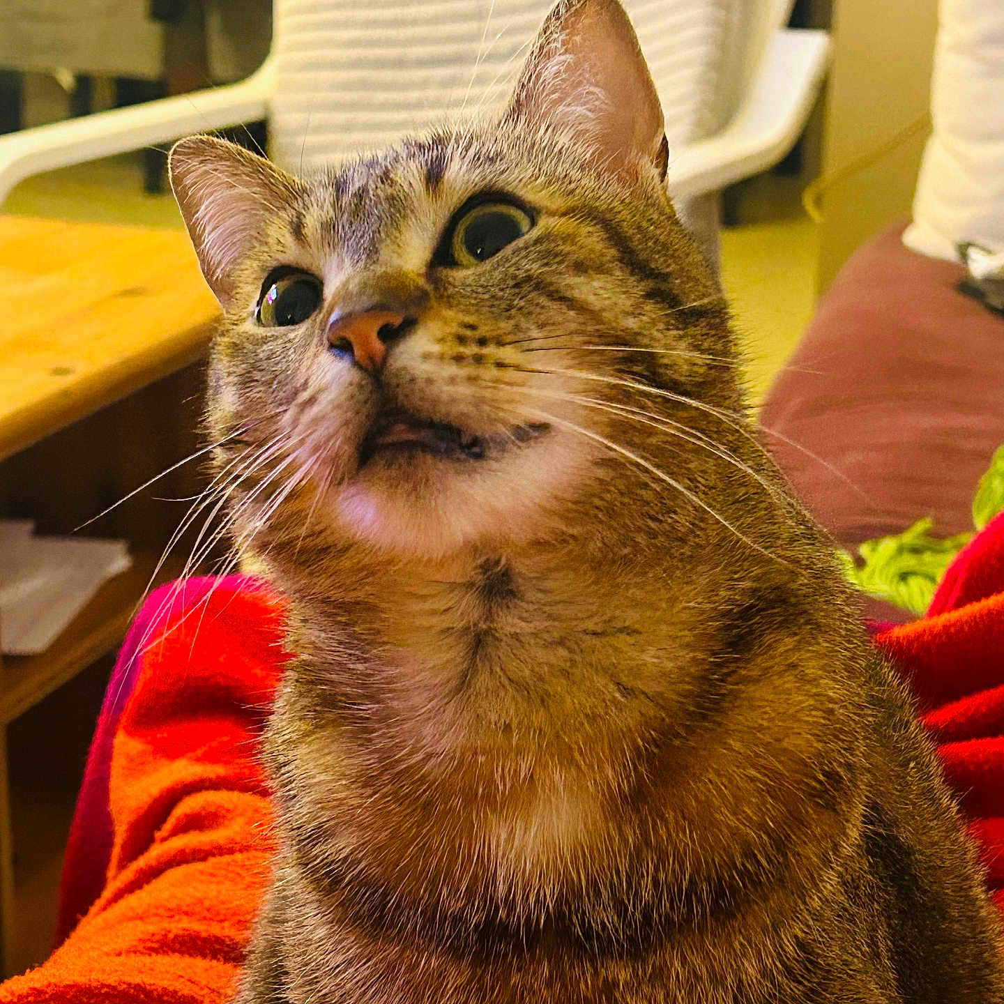 Sacha a rejoint le concours — aidez-le/la à gagner de superbes lots ! abyssinian, animal, architecture, armchair, blanket, building, cat, chair, computer, couch, cushion, electronics, furniture, homedecor, indoors, kitten, livingroom, manx, pet, room