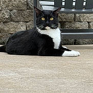Olive is registered to the contest to win money with this photo: alert, animal, black_and_white, cat, concrete, domestic_cat, ears_up, feline, lying_down, metal_chair, nature, outdoor, pet, quiet, resting, sidewalk, stone_wall, watchful, whiskers, yellow_eyes