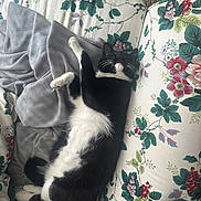 Olive joined the competition — help win amazing prizes! cat, black_and_white, sleeping, couch, floral_pattern, blanket, indoor, pet, cozy, relaxed, fur, whiskers, paw, home, comfort, resting, domestic, animal, soft, curled_tail