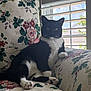 cat, tuxedo_cat, pet, indoor, couch, floral_pattern, window, blinds, natural_light, relaxed, feline, paw, whiskers, black_and_white, upholstery, home, domestic_animal, animal, resting, comfortable