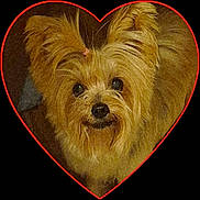 Bria joined the competition — help win amazing prizes! dog, small_dog, pet, furry, close_up, face, eyes, nose, ears, whiskers, hair_tie, groomed, cute, expression, portrait, heart_shape_border, red_border, indoor, fur_texture, black_background