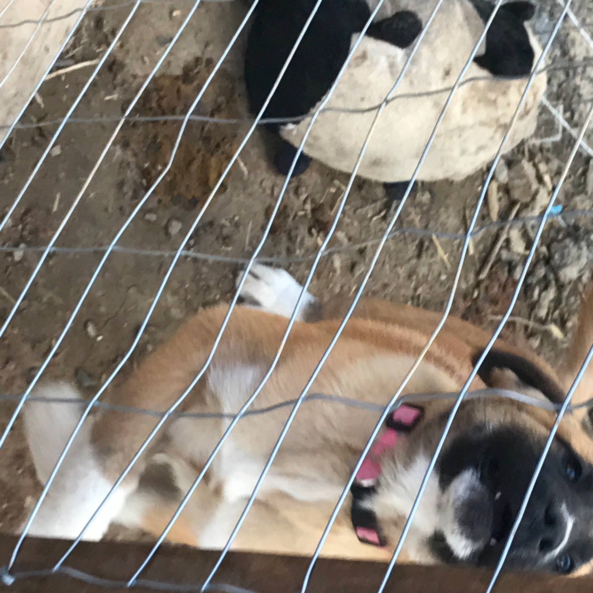 Kate joined the competition — help win amazing prizes! animal_shelter, beak, bird, cage, carnivore, chain_link_fencing, collar, fawn, fence, line, mammal, mesh, metal, net, pet_supply, snout, tail, vertebrate, wire_fencing, wood