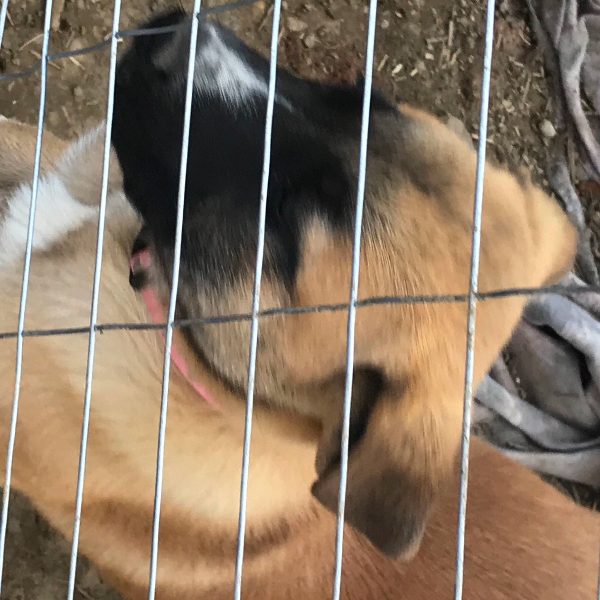 Kate is registered to the contest to win money with this photo: cage, canidae, carnivore, companion_dog, dog, dog_breed, dog_crate, dog_supply, fawn, felidae, fence, fur, kennel, mammal, pet_supply, service, snout, sporting_group, terrestrial_animal, whiskers