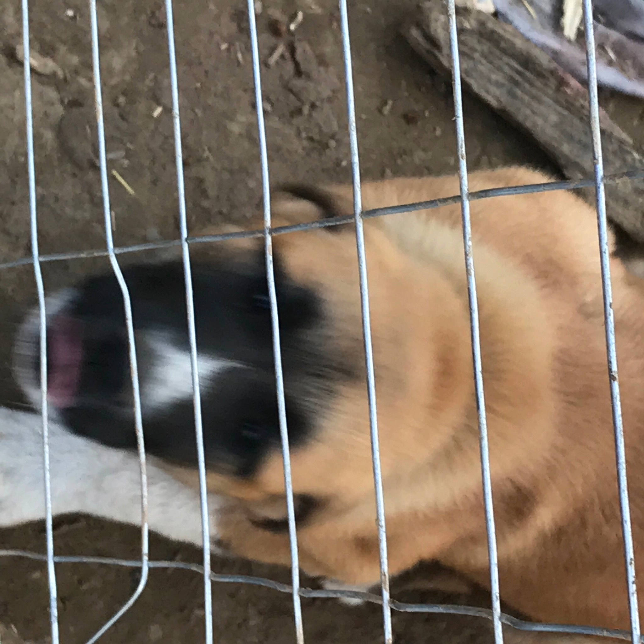 Kate joined the competition — help win amazing prizes! animal_shelter, cage, canidae, carnivore, chain_link_fencing, dog, dog_breed, fawn, fence, fur, mammal, mesh, pet_supply, service, snout, sporting_group, terrestrial_animal, whiskers, wire_fencing, working_animal