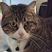 Einstein joined the competition — help win amazing prizes! cat, tabby, pet, animal, whiskers, collar, bell, close_up, indoor, fur, face, green_eyes, curious, domestic_cat, mammal, portrait, feline, looking, household, soft_light