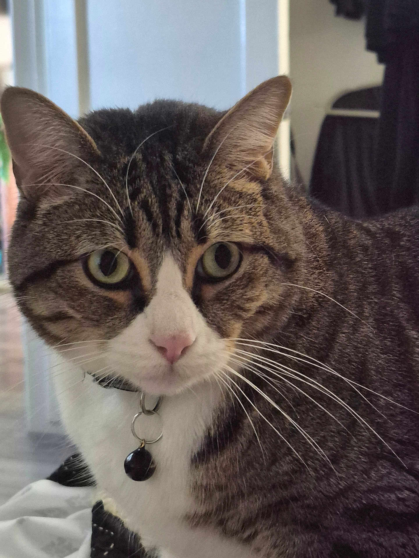 Einstein joined the competition — help win amazing prizes! cat, tabby, pet, animal, whiskers, collar, bell, close_up, indoor, fur, face, green_eyes, curious, domestic_cat, mammal, portrait, feline, looking, household, soft_light