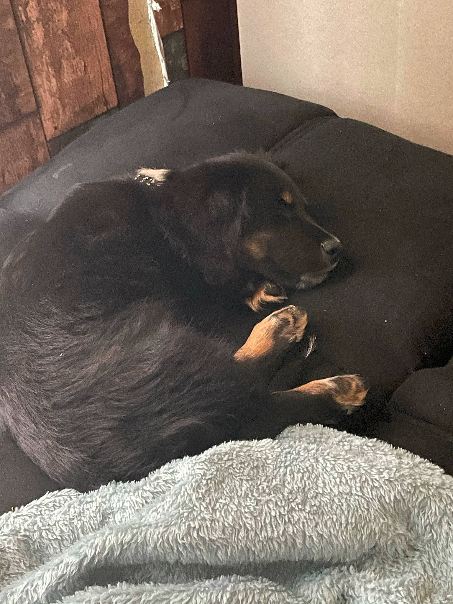 Cj is registered to the contest to win money with this photo: borador, canidae, carnivore, comfort, companion_dog, couch, dog, dog_breed, flooring, fur, grey, guard_dog, liver, natural_material, snout, sporting_group, terrestrial_animal, tints_and_shades, whiskers, working_animal