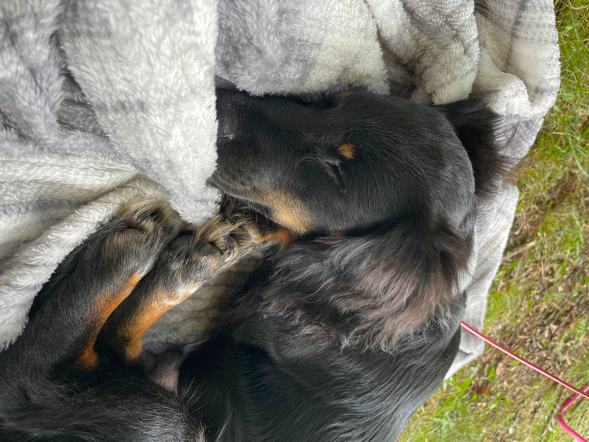 Cj joined the competition — help win amazing prizes! canidae, carnivore, claw, companion_dog, dog, dog_breed, fawn, fur, grass, paw, snout, sporting_group, tail, terrestrial_animal, whiskers, wildlife, working_animal