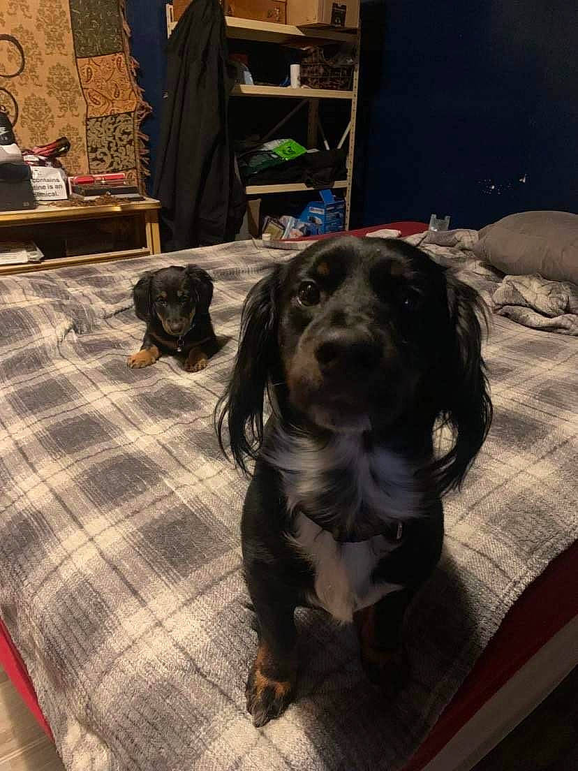 Cj is registered to the contest to win money with this photo: carnivore, comfort, companion_dog, dog, dog_breed, floor, flooring, fur, grey, guard_dog, gun_dog, hardwood, liver, mammal, retriever, snout, spaniel, sporting_group, vertebrate, working_animal