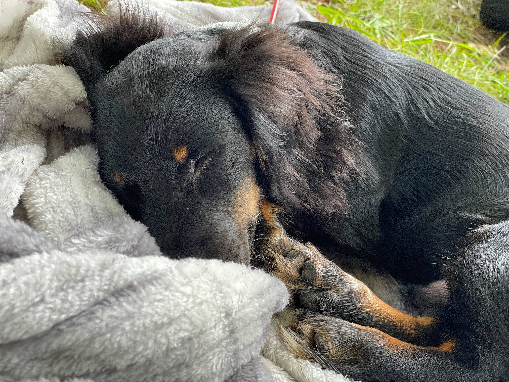 Cj is registered to the contest to win money with this photo: canidae, carnivore, claw, comfort, dog, dog_breed, fur, grass, nap, snout, sporting_group, terrestrial_animal, wildlife, working_animal