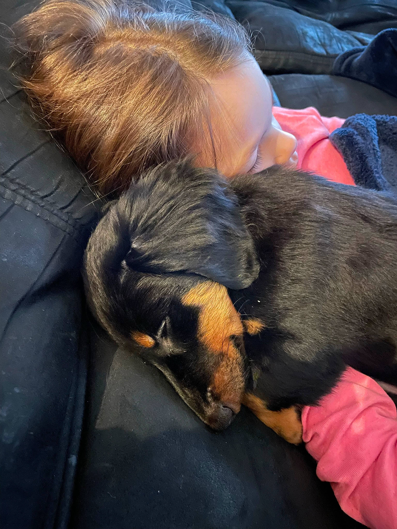 Cody is registered to the contest to win money with this photo: canidae, carnivore, claw, comfort, companion_dog, dog, dog_breed, ear, fawn, felidae, fur, gesture, lap, liver, paw, snout, sporting_group, tail, whiskers, working_animal