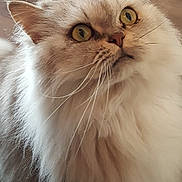 Guizmo participe au concours pour gagner de l'argent avec cette photo : asian_semi_longhair, birman, british_semi_longhair, carnivoran, cat, cat_like_mammal, close_up, domestic_long_haired_cat, domestic_short_haired_cat, eye, fauna, fur, himalayan, mammal, persian, ragamuffin, ragdoll, small_to_medium_sized_cats, snout, whiskers