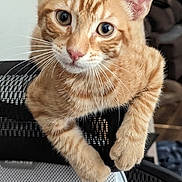 Duncan joined the competition — help win amazing prizes! cat, kitten, orange_tabby, pet, indoor, chair, mesh_chair, curious, cute, whiskers, ears, paws, fur, animal, domestic_cat, close_up, face, looking_at_camera, feline, young_cat