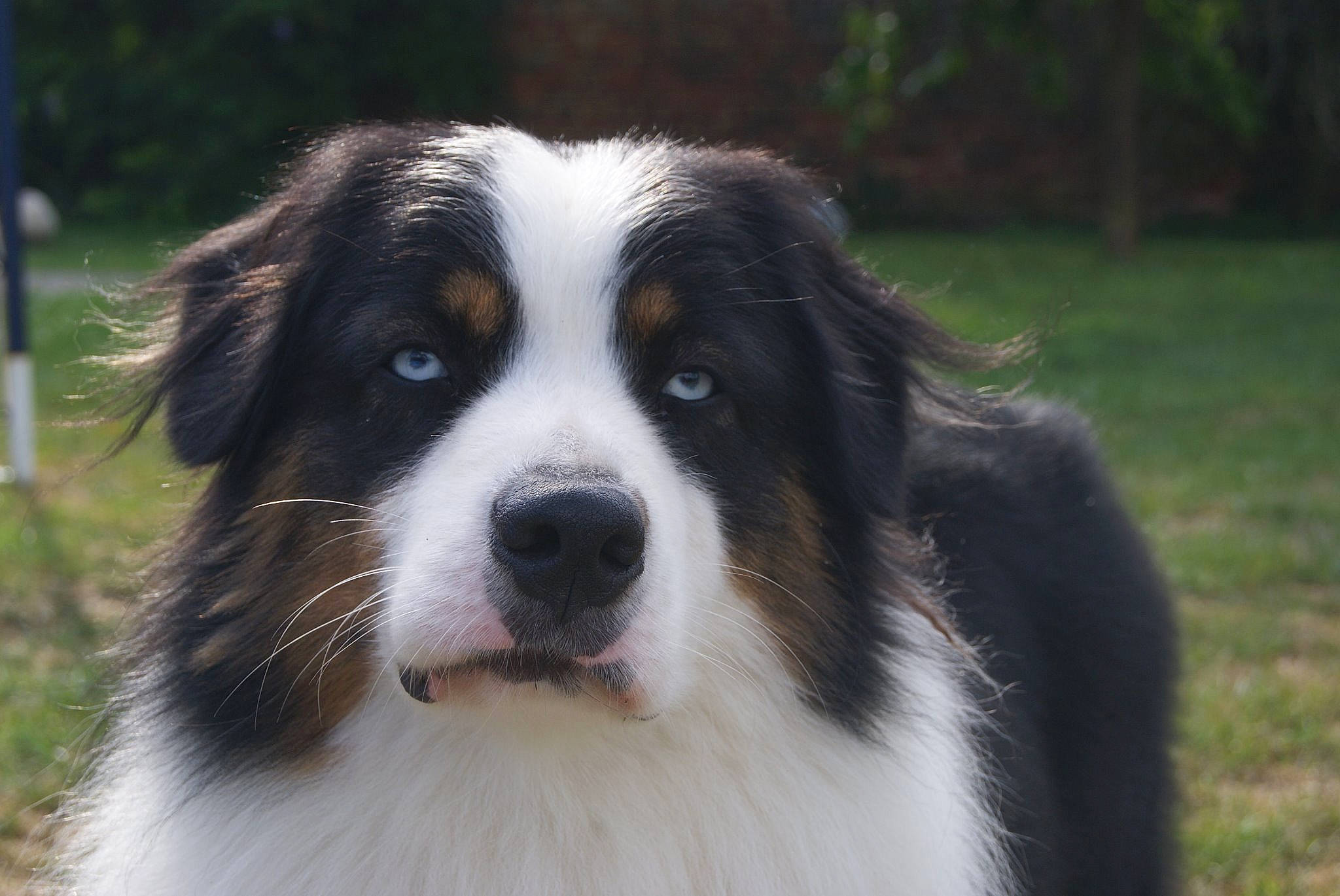 Laos participe au concours pour gagner de l'argent avec cette photo : australian_collie, australian_shepherd, bernese_mountain_dog, border_collie, bucovina_shepherd_dog, canidae, carnivore, companion_dog, dog, dog_breed, english_shepherd, mammal, miniature_australian_shepherd, nose, rare_breed_dog, snout, sporting_group, tornjak, vertebrate, welsh_sheepdog