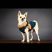 Cookie participe au concours pour gagner de l'argent avec cette photo : dog, chihuahua, small_dog, pet, animal, portrait, studio, fashion, sweater, harness, teal_clothing, orange_clothing, standing, short_hair, pointed_ears, curled_tail, wooden_floor, gray_background, full_body, cute