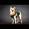dog, chihuahua, small_dog, pet, animal, portrait, studio, fashion, sweater, harness, teal_clothing, orange_clothing, standing, short_hair, pointed_ears, curled_tail, wooden_floor, gray_background, full_body, cute