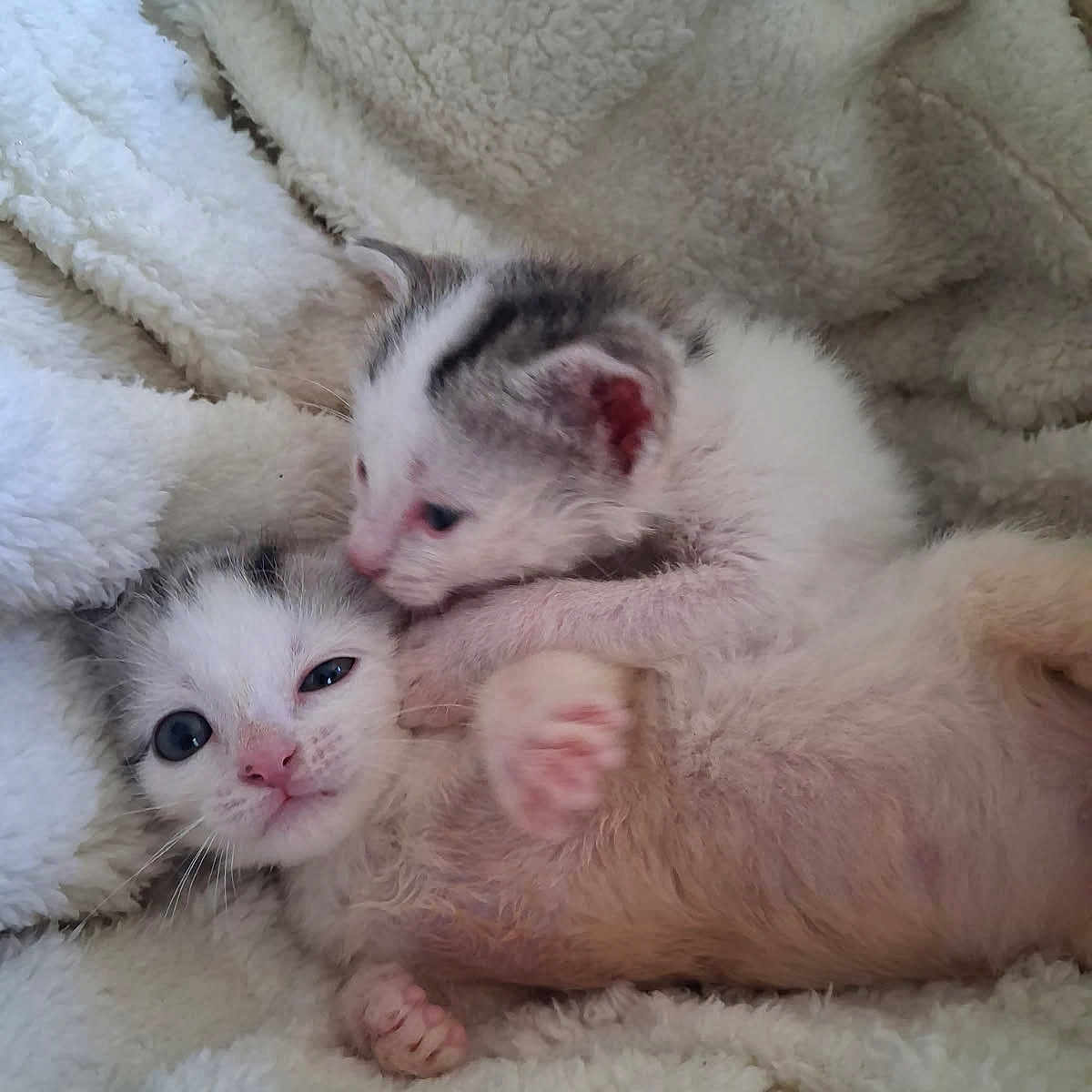 Arthur Et Anaïs a rejoint le concours — aidez-le/la à gagner de superbes lots ! adorable, animal, cat, closeup, cozy, cute, domestic_cat, fluffy, fur, indoor, kitten, pet, playing, resting, sleepy, snuggling, soft, two_animals, white_blanket, young