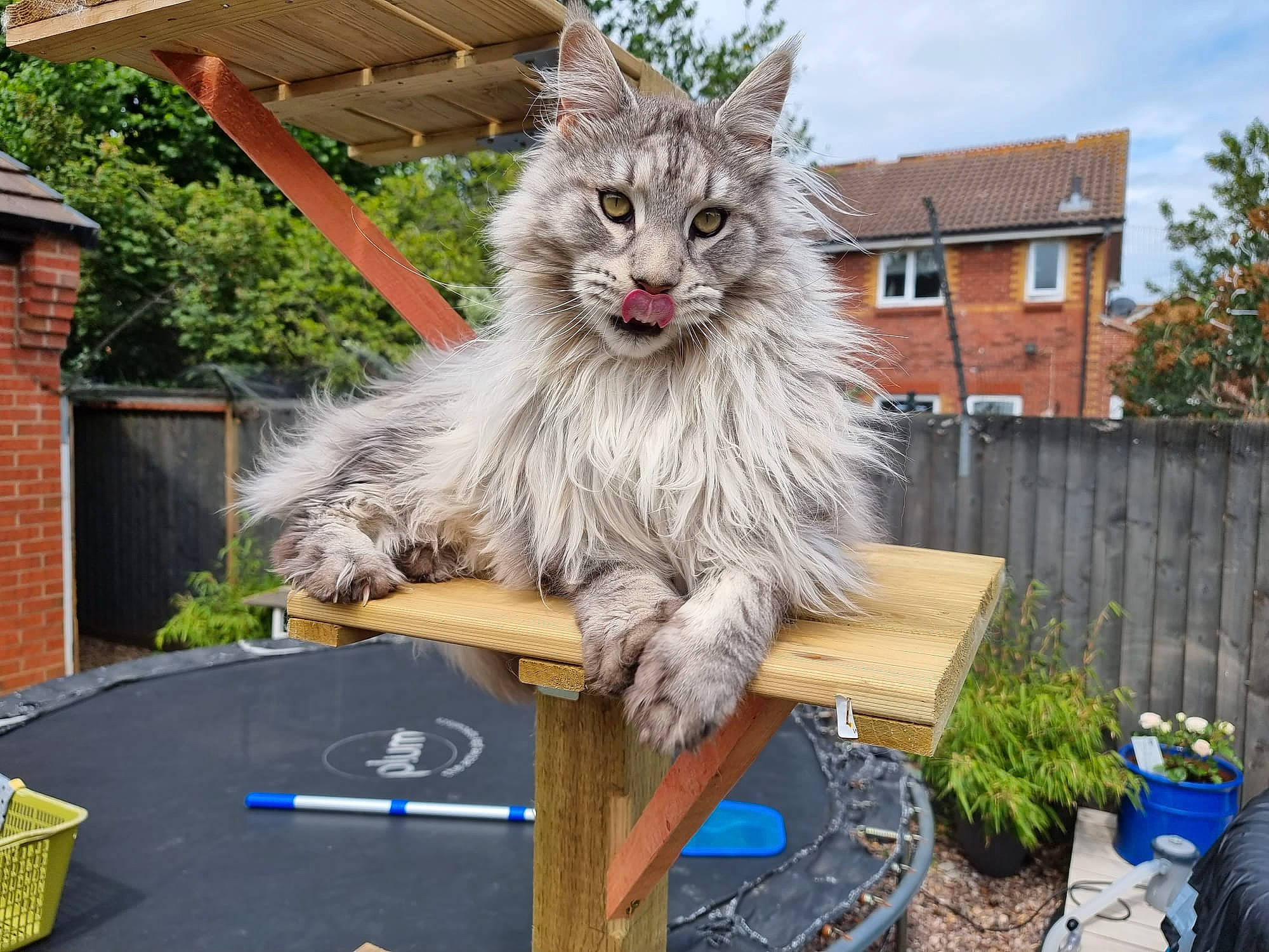 Gandalf is registered to the contest to win money with this photo: art, building, carnivore, cat, cloud, felidae, fur, grass, house, leisure, plant, recreation, roof, sky, small_to_medium_sized_cats, table, tail, tree, whiskers, wood