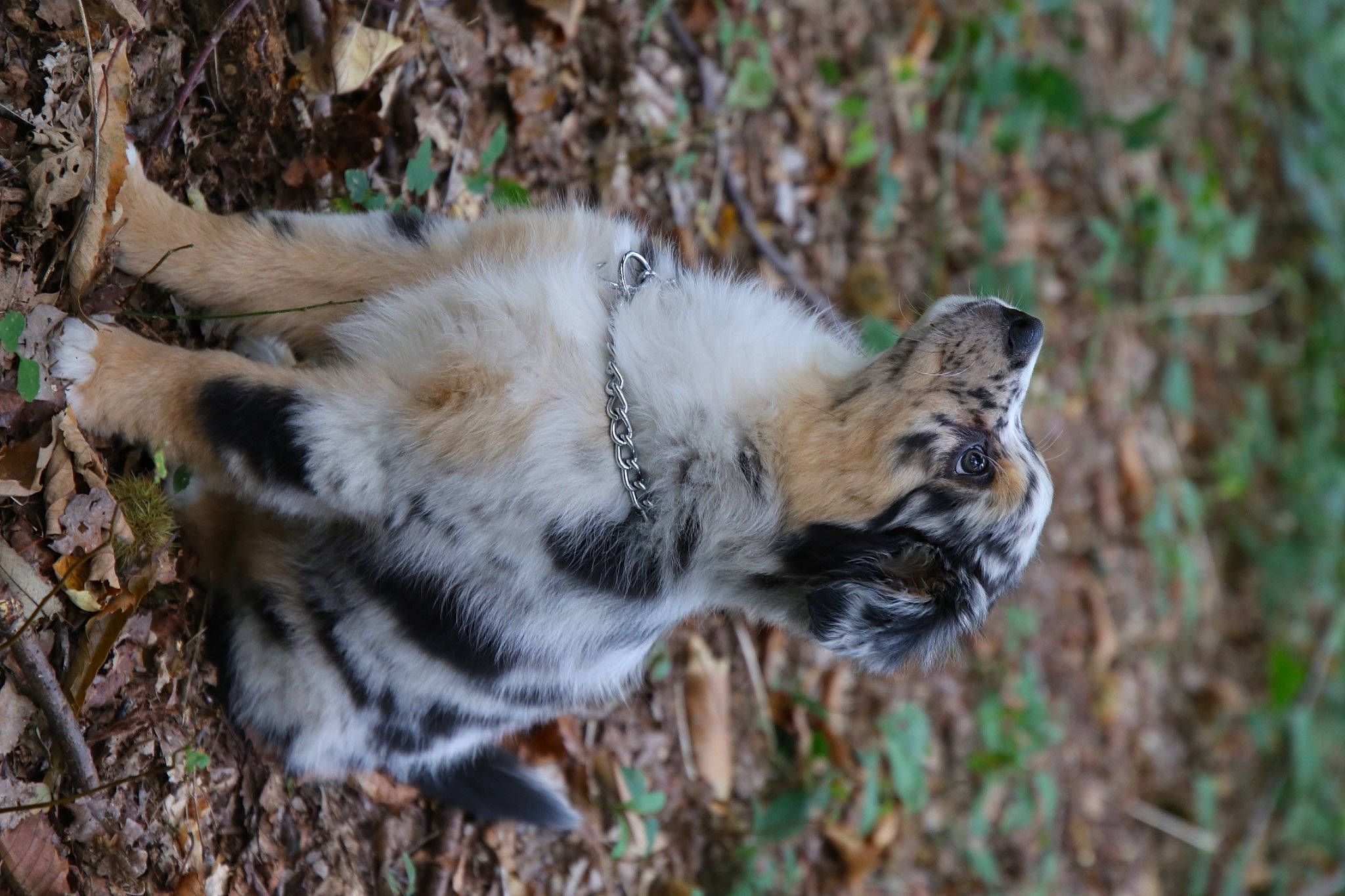 Sunny participe au concours pour gagner de l'argent avec cette photo : beak, big_cats, carnivore, dog_breed, domestic_short_haired_cat, fawn, felidae, fur, grass, lion, plant, small_to_medium_sized_cats, snout, soil, tail, terrestrial_animal, tiger, trunk, whiskers, wood