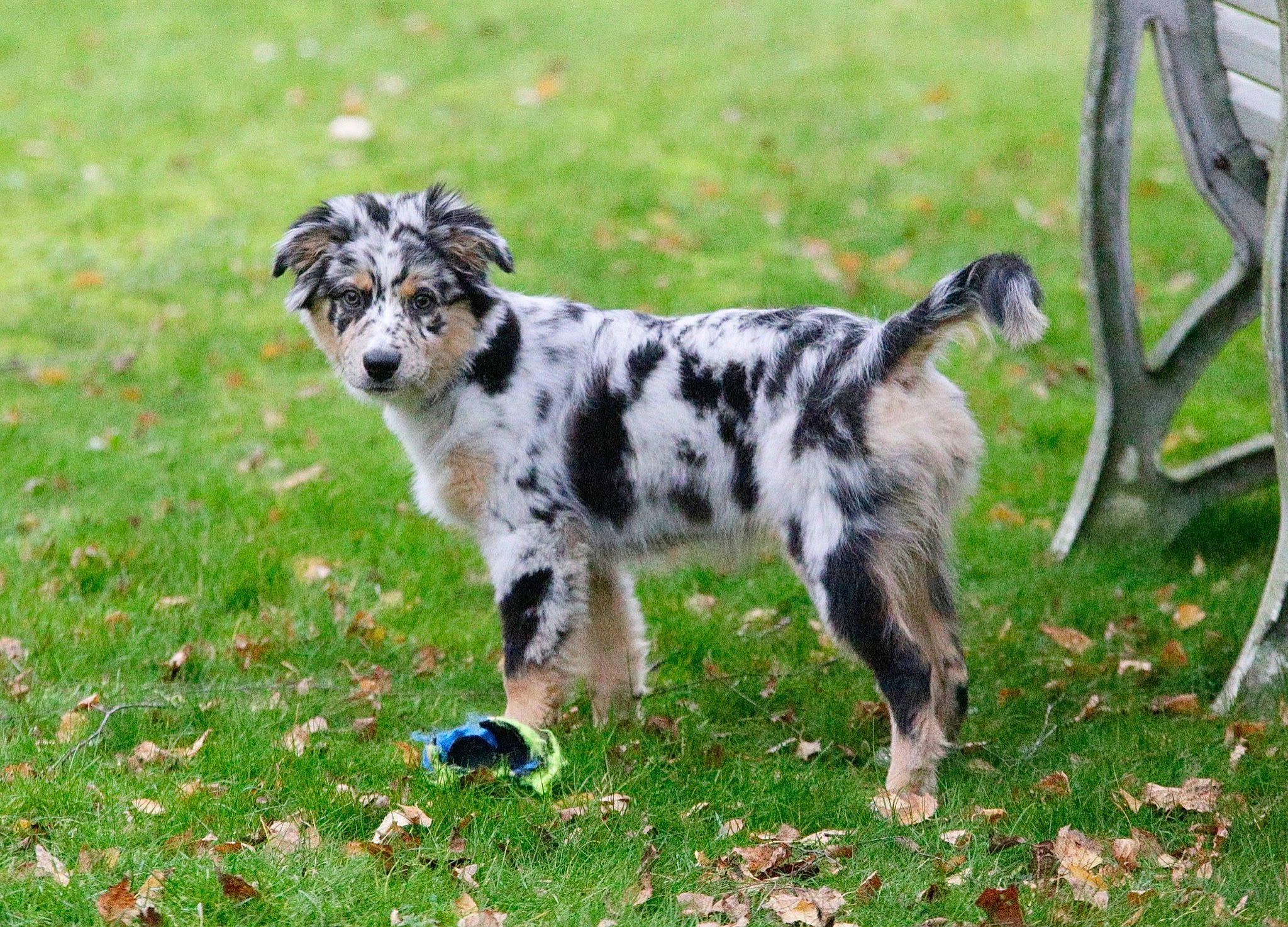 Sunny a rejoint le concours — aidez-le/la à gagner de superbes lots ! canidae, carnivore, chair, companion_dog, dog, dog_breed, grass, grassland, gun_dog, herding_dog, pasture, plant, snout, spaniel, sporting_group, tail, terrestrial_animal, texas_heeler, working_animal, working_dog