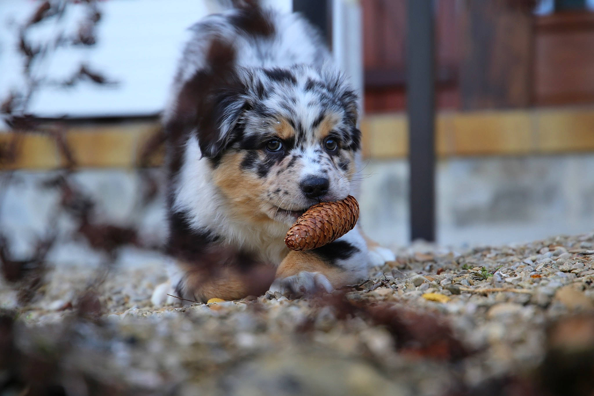 Sunny a rejoint le concours — aidez-le/la à gagner de superbes lots ! canidae, carnivore, companion_dog, dog, dog_breed, fawn, fur, grass, paw, snout, soil, sporting_group, street, tail, terrestrial_animal, toy_dog, whiskers, wildlife, wood, working_dog