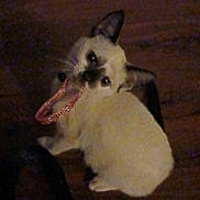 Blondie joined the competition — help win amazing prizes! cat, kitten, pet, indoor, wooden_floor, animal, curious, playful, small, feline, looking_up, collar, whiskers, ears, cute, domestic, young, animal_face, floor, toy