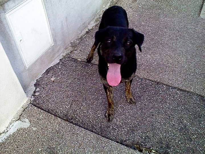 Junior participe au concours pour gagner de l'argent avec cette photo : asphalt, borador, canidae, carnivore, dog, dog_breed, fawn, flooring, guard_dog, hunting_dog, pet_supply, road_surface, snout, sporting_group, tail, tar, terrestrial_animal, working_animal, working_dog