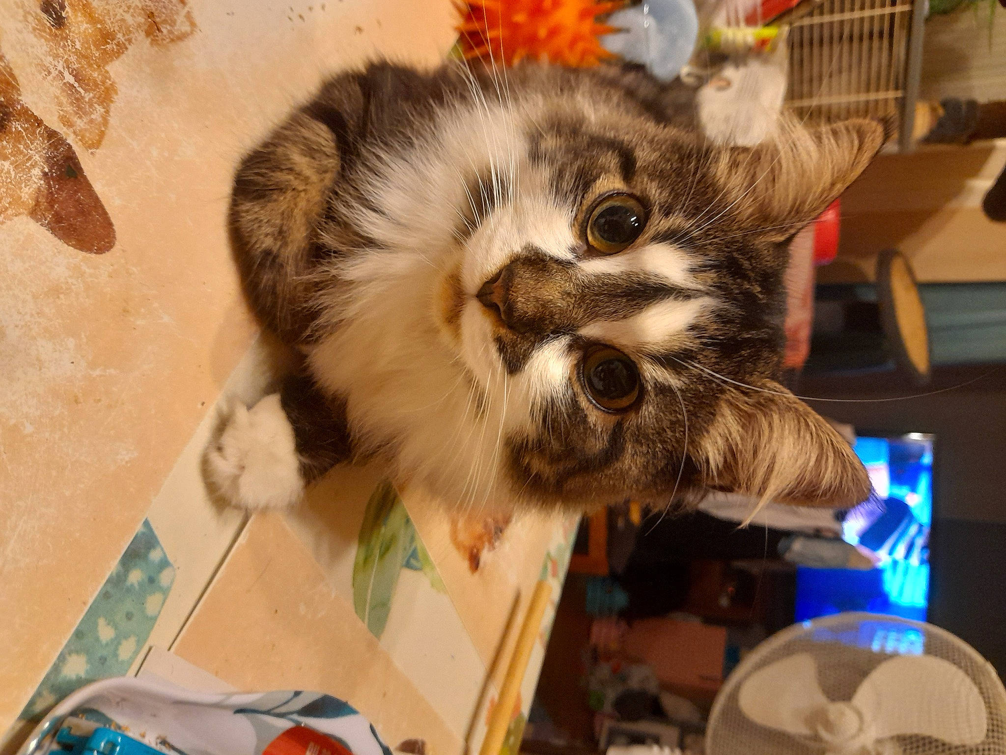 Nemo a rejoint le concours — aidez-le/la à gagner de superbes lots ! bookcase, cardboard, carnivore, cat, claw, domestic_short_haired_cat, felidae, fur, paw, publication, room, shelf, small_to_medium_sized_cats, snout, tail, terrestrial_animal, whiskers