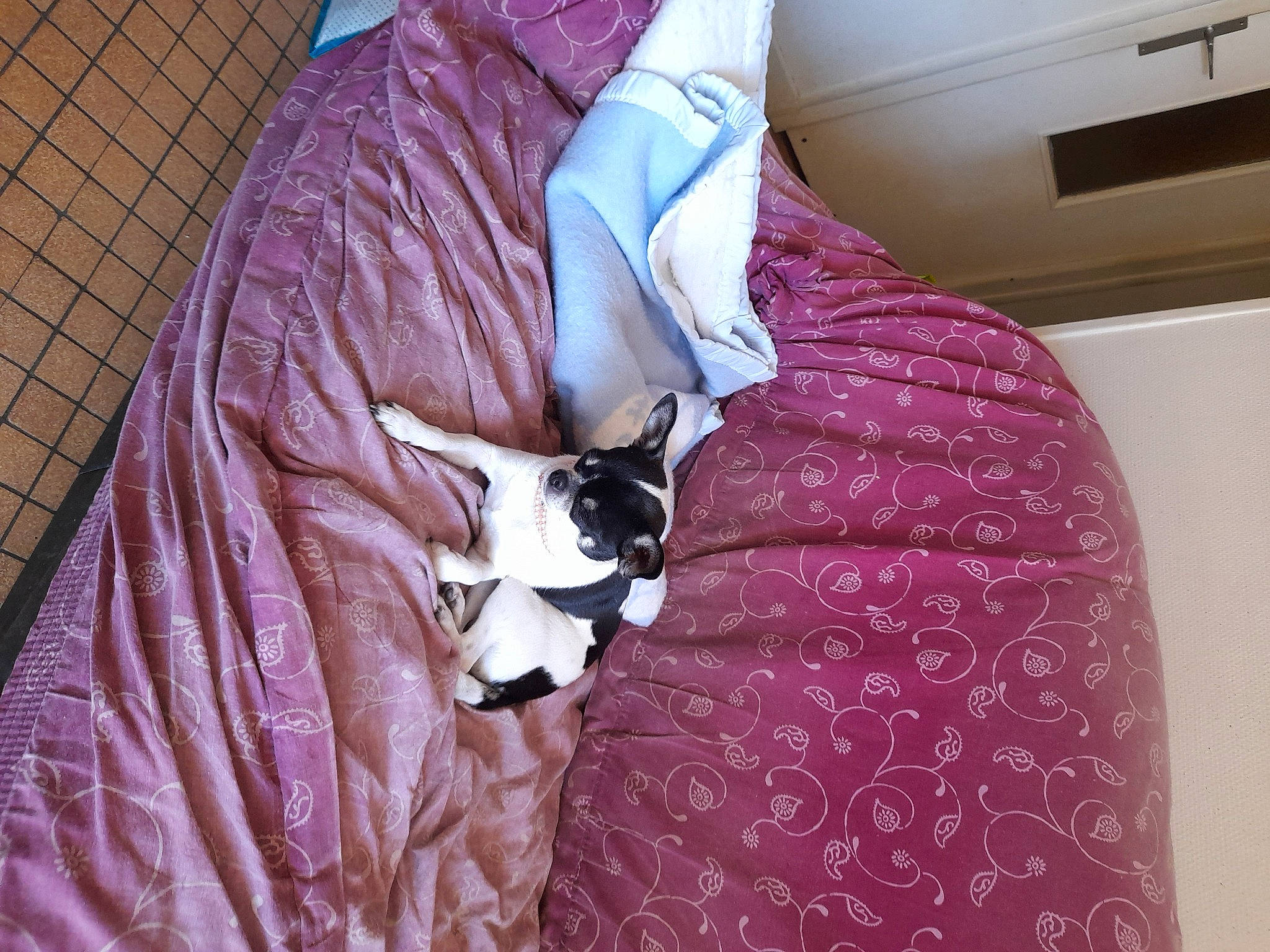 Madison participe au concours pour gagner de l'argent avec cette photo : bed, bedding, carnivore, cat, comfort, companion_dog, fawn, felidae, formal_wear, linens, magenta, pattern, pink, purple, sleeve, small_to_medium_sized_cats, t_shirt, textile, violet, whiskers