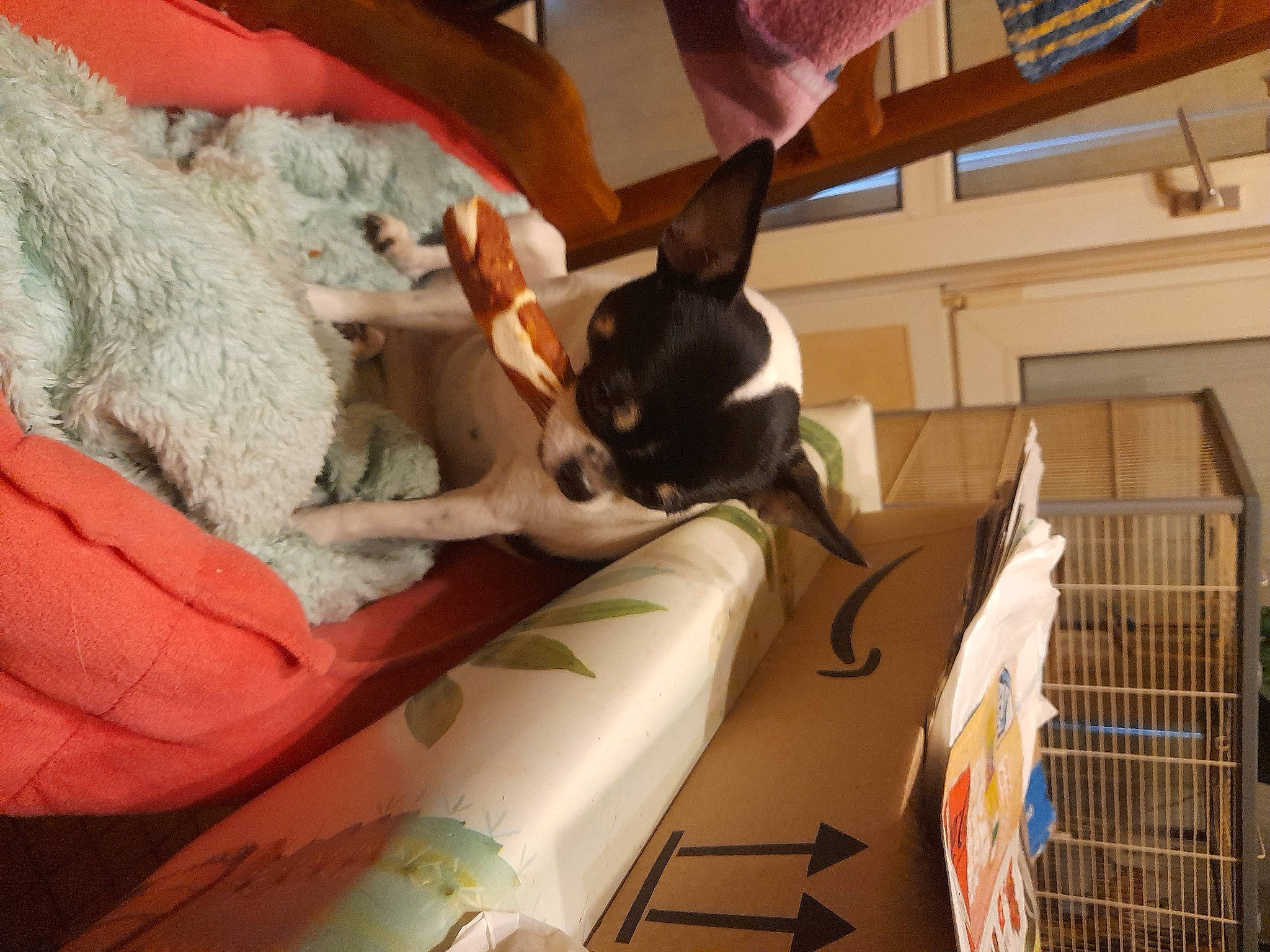 Madison a rejoint le concours — aidez-le/la à gagner de superbes lots ! bed, bedding, canidae, carnivore, cat, comfort, companion_dog, dog_breed, domestic_short_haired_cat, fawn, felidae, fur, linens, room, small_to_medium_sized_cats, tail, toy, whiskers, window, wood