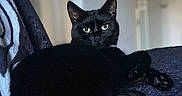 Tchikita participe au concours pour gagner de l'argent avec cette photo : animal, black_cat, blanket, cat, chair, cozy, cute, domestic_animal, feline, fur, green_eyes, home, indoor, looking, mammal, pattern, pet, portrait, relaxed, resting