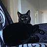 animal, black_cat, blanket, cat, chair, cozy, cute, domestic_animal, feline, fur, green_eyes, home, indoor, looking, mammal, pattern, pet, portrait, relaxed, resting