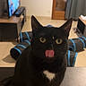 Tchikita participe au concours pour gagner de l'argent avec cette photo : animal, black_cat, cat, cat_tunnel, curtains, cute, door, ears, eyes, floor, furniture, heart_shaped_mark, indoor, living_room, pet, playful, table, television, tongue_out, whiskers