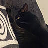 Tchikita a rejoint le concours — aidez-le/la à gagner de superbes lots ! animal, black_cat, cat, closeup, cozy, dark, ear, eye, fabric, feline, indoor, lying_down, pattern, pet, relaxed, resting, sleepy, soft, texture, whiskers