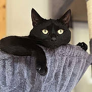 Tchikita participe au concours pour gagner de l'argent avec cette photo : black_cat, cat, pet, indoor, feline, lounging, perch, soft_texture, purple, fur, eyes, relaxed, animal, portrait, close_up, whiskers, claws, home, cozy, domestic