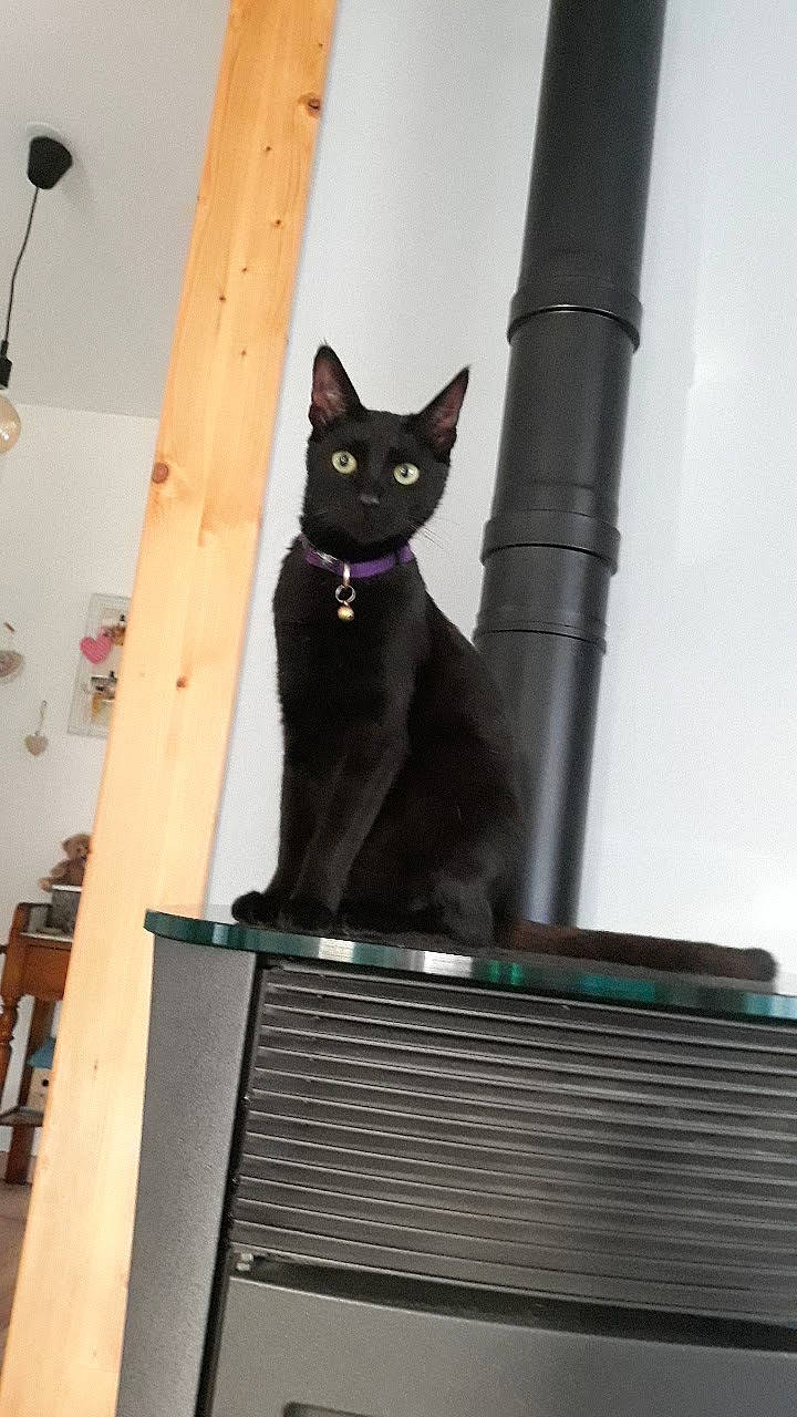 Shiva participe au concours pour gagner de l'argent avec cette photo : black_cat, bombay, carnivore, cat, domestic_short_haired_cat, felidae, fur, grey, small_to_medium_sized_cats, snout, stairs, tail, whiskers, window