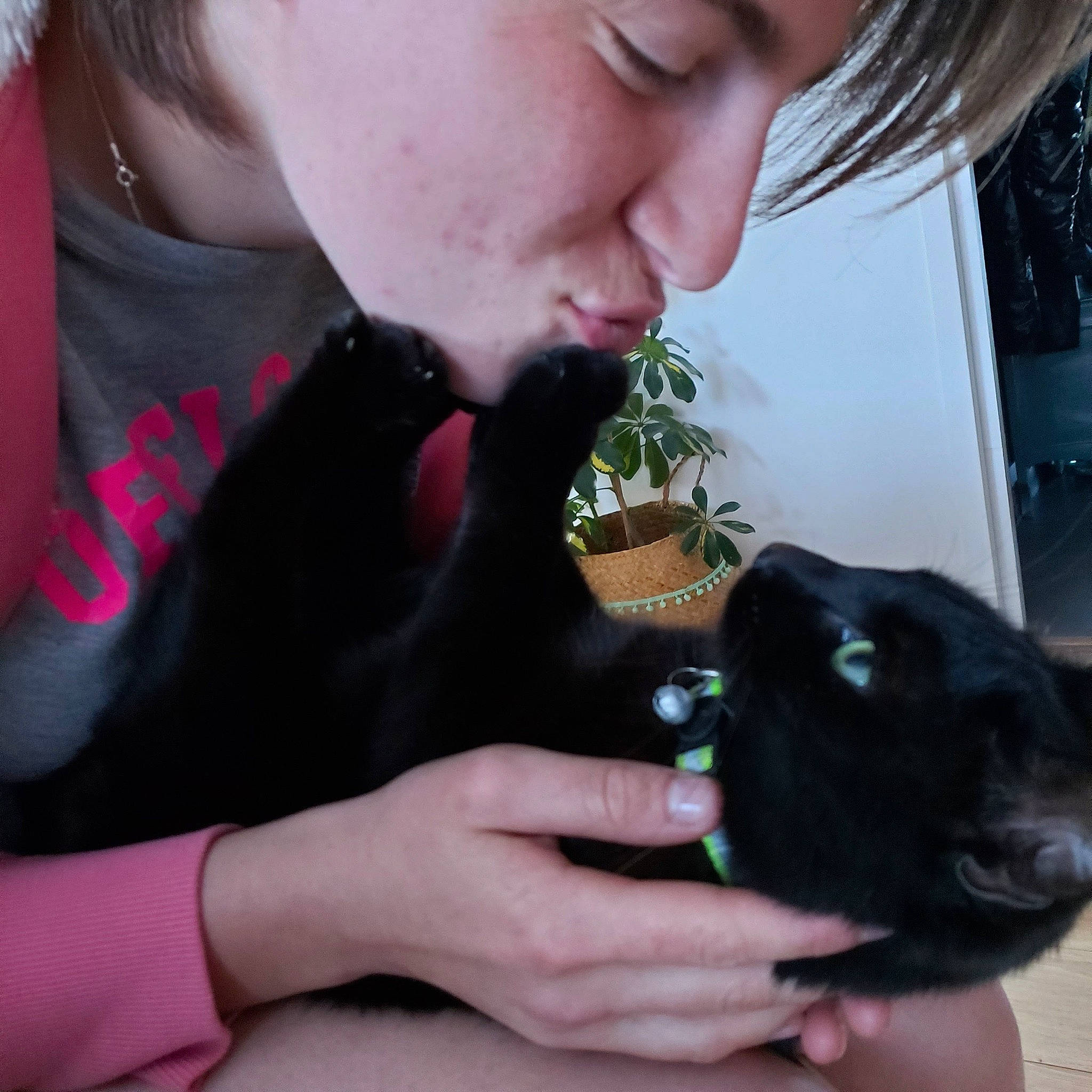 Shiva a rejoint le concours — aidez-le/la à gagner de superbes lots ! carnivore, dog_breed, ear, eye, eyebrow, eyelash, felidae, finger, hand, jaw, lip, mammal, mouth, neck, nose, organ, plant, shoulder, skin, small_to_medium_sized_cats