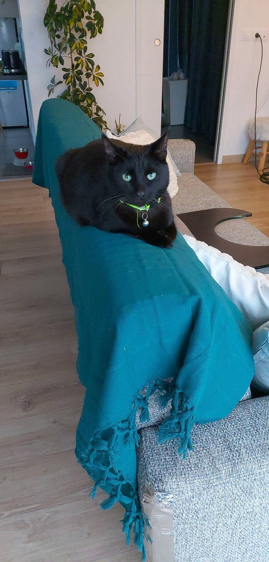 Shiva participe au concours pour gagner de l'argent avec cette photo : aqua, bag, black_cat, blue, carnivore, cat, chair, domestic_short_haired_cat, electric_blue, felidae, formal_wear, fur, grey, hardwood, linens, sleeve, small_to_medium_sized_cats, snout, tail, whiskers