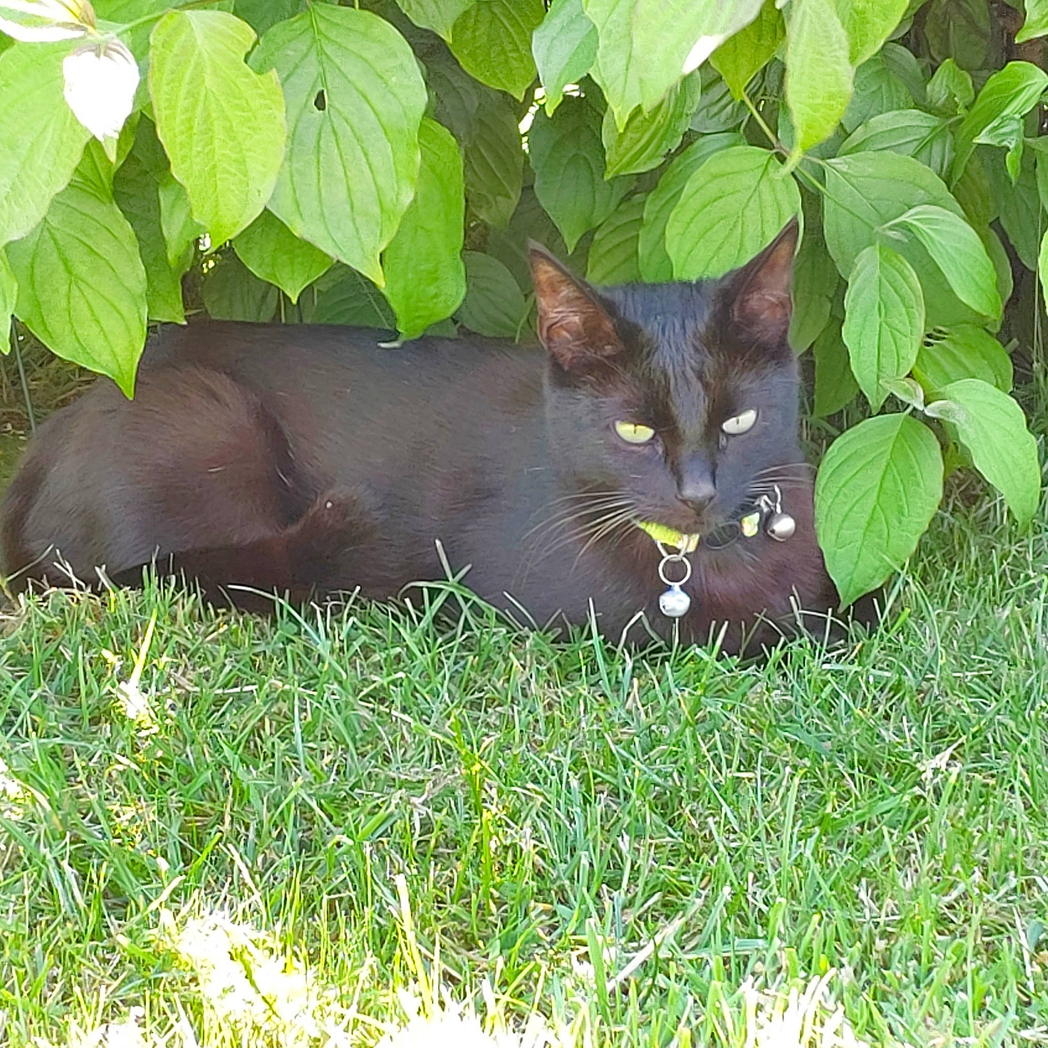 Shiva participe au concours pour gagner de l'argent avec cette photo : black_cat, bombay, carnivore, cat, domestic_short_haired_cat, felidae, fur, grass, groundcover, plant, small_to_medium_sized_cats, snout, tail, terrestrial_animal, whiskers, wildlife