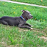 dog, grass, dandelions, outdoor, greenery, collar, pet, animal, nature, field, relaxing, canine, summer, daytime, resting, mammal, side_view, fur, ears, path