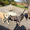 dog, outdoor, sunny, playful, driveway, trees, blue_sky, shadow, grass, nature, canine, pet, summer, collar, wicker_chair, road, animal, park, friendship, daytime