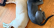 Ruger is registered to the contest to win money with this photo: dog, dogs, lying_down, wooden_floor, indoor, collar, pet, resting, sleeping, animal, flooring, brown, gray, light_color, two_animals, companions, cozy, household, heater, relaxing