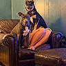 dog, armchair, leather_furniture, person, legs, wood_floor, mounted_animal_head, indoor, cozy, pets, tongue_out, brown, black, white, relaxing, living_room, seated, furniture, domestic_animal, home