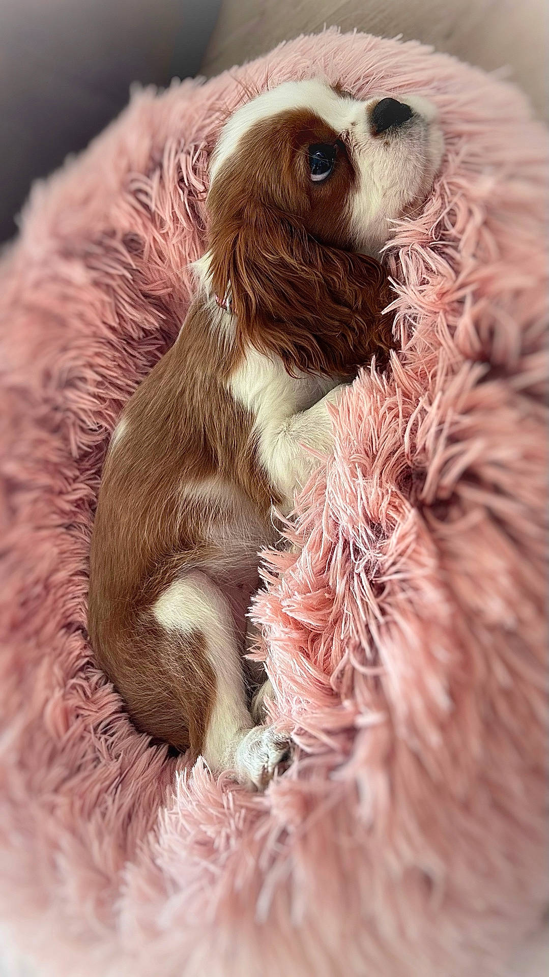 Lilo a rejoint le concours — aidez-le/la à gagner de superbes lots ! animal, blanket, canine, cat, clothing, cockerspaniel, dog, dogbed, fur, hound, kitten, person, pet, puppy, sleeping, terrier