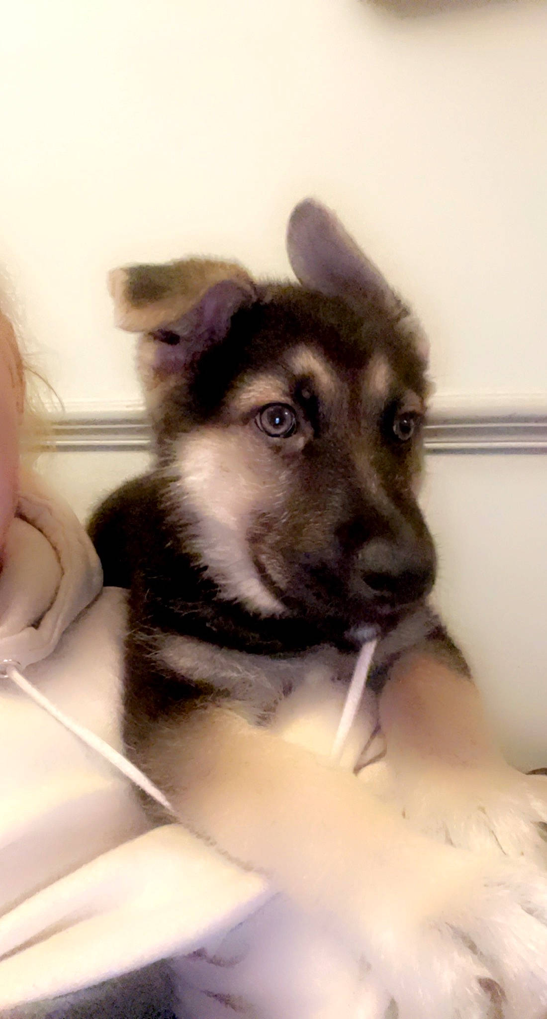 Digger is registered to the contest to win money with this photo: ancient_dog_breeds, canidae, canis, carnivore, comfort, companion_dog, dog, dog_breed, east_european_shepherd, fur, herding_dog, non_sporting_group, paw, siberian_husky, sled_dog, sporting_group, whiskers, working_animal, working_dog