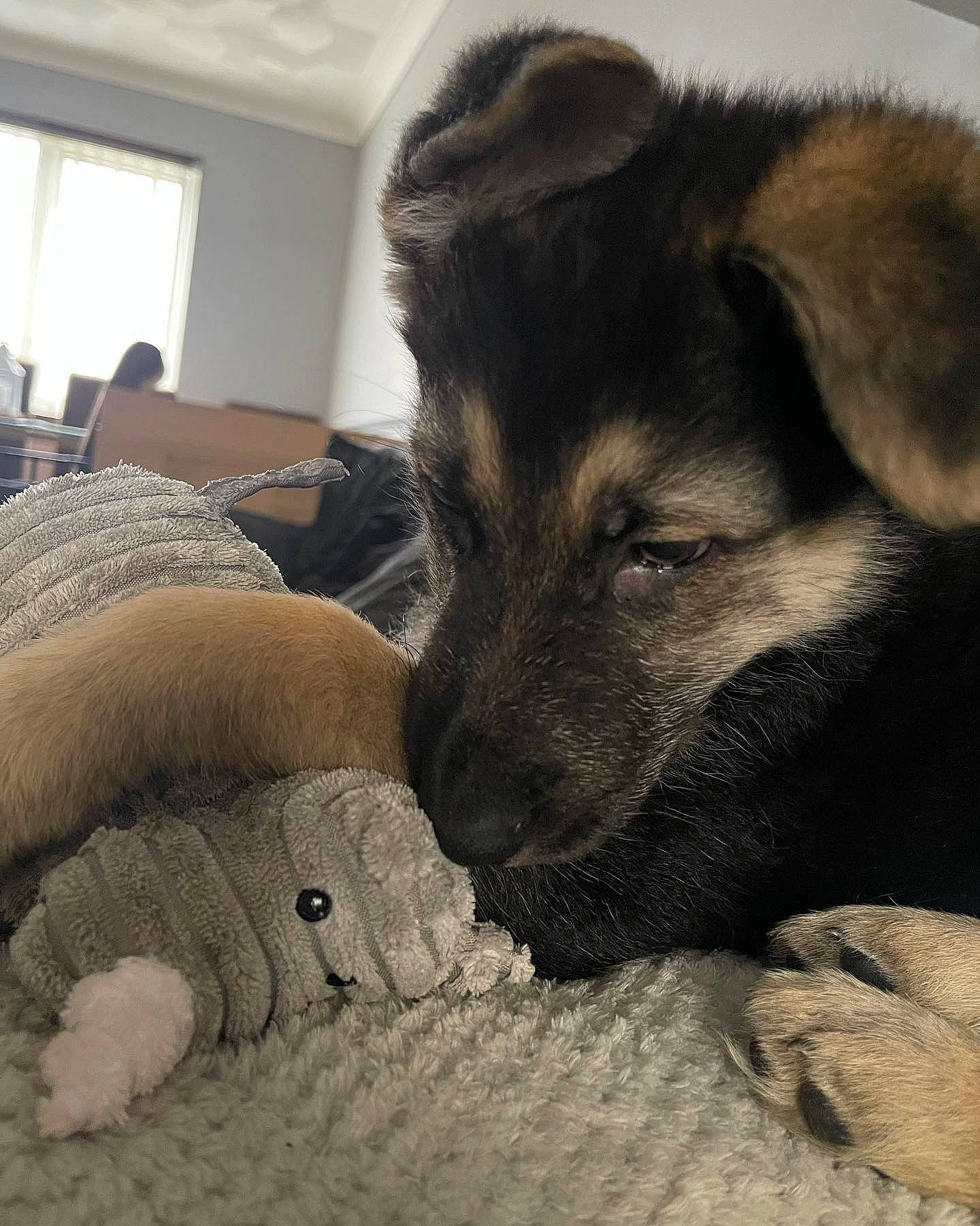 Digger is registered to the contest to win money with this photo: canidae, carnivore, claw, comfort, companion_dog, couch, dog, dog_breed, fawn, flooring, fur, grey, nap, paw, sporting_group, street_dog, terrestrial_animal, whiskers, window, working_animal